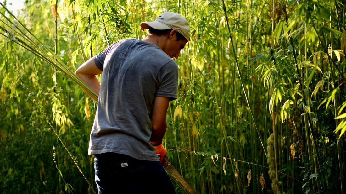 Moda come agricoltura