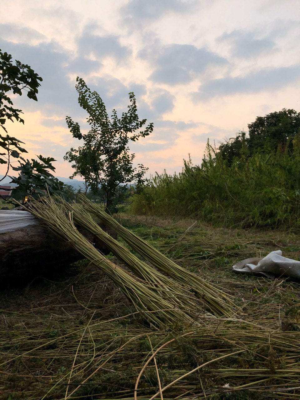 La Rivoluzione Sostenibile: I Molteplici Benefici della Canapa Tessile