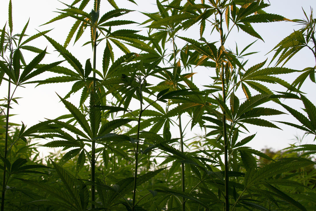 La canapa italiana: ritorno a una fibra che dura